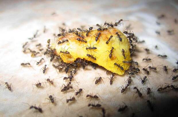 Заманивать муравьев проще всего в ароматные и сладкие ловушки