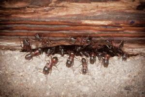 Как избавиться от муравьёв в бане